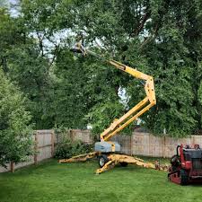 Best Tree Maintenance Programs  in Anna, TX