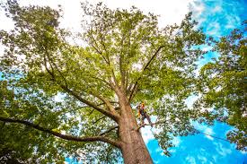 Professional Tree Services in Anna, TX