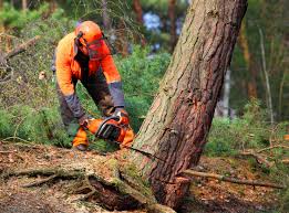 Best Storm Damage Tree Cleanup  in Anna, TX