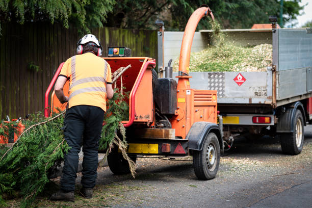 Trusted Anna, TX Tree Services Experts
