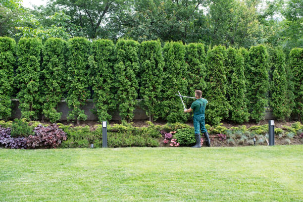 How Our Tree Care Process Works  in  Anna, TX