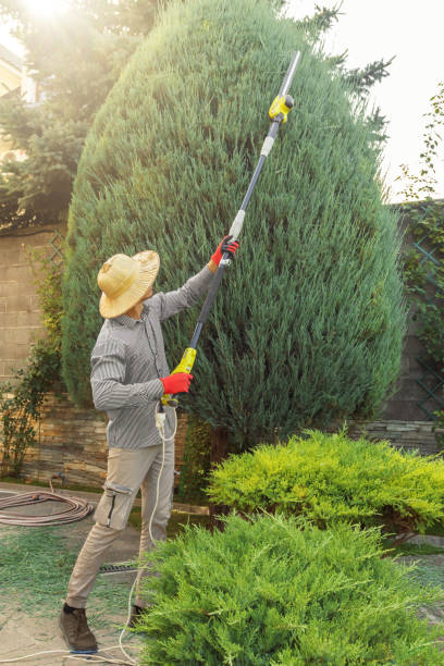 Best Fruit Tree Pruning  in Anna, TX