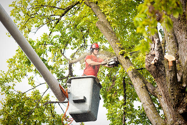 Best Fruit Tree Pruning  in Anna, TX